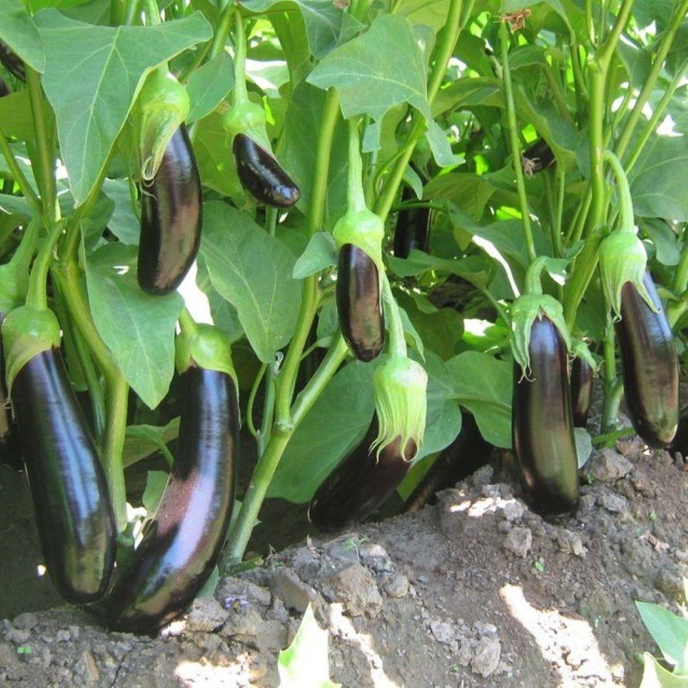 5’li%20Paket%20Aydın%20Siyahı%20Patlıcan%20Fidesi%20(Tüplü)