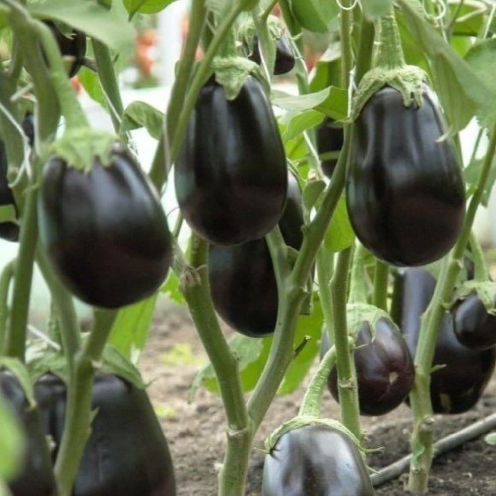 Doğal%205’li%20Paket%20Tüplü%20Topan%20Patlıcan%20Fidesi