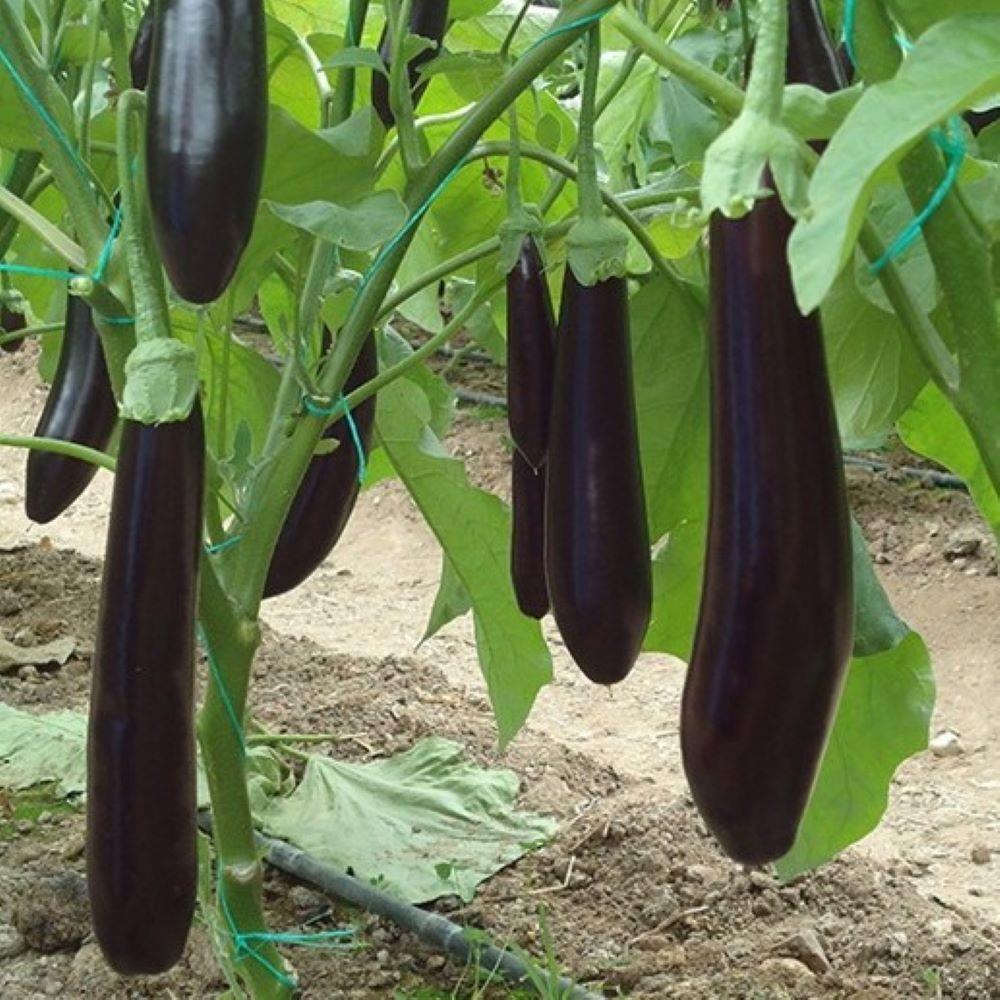 5’li%20Paket%20Hibrit%20Uzun%20NT-1683%20F1%20%20Tüplü%20Patlıcan%20Fidesi