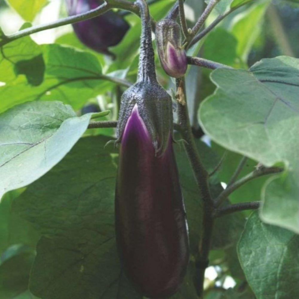 Tüplü 5’li Paket Pala Patlıcan Fidesi