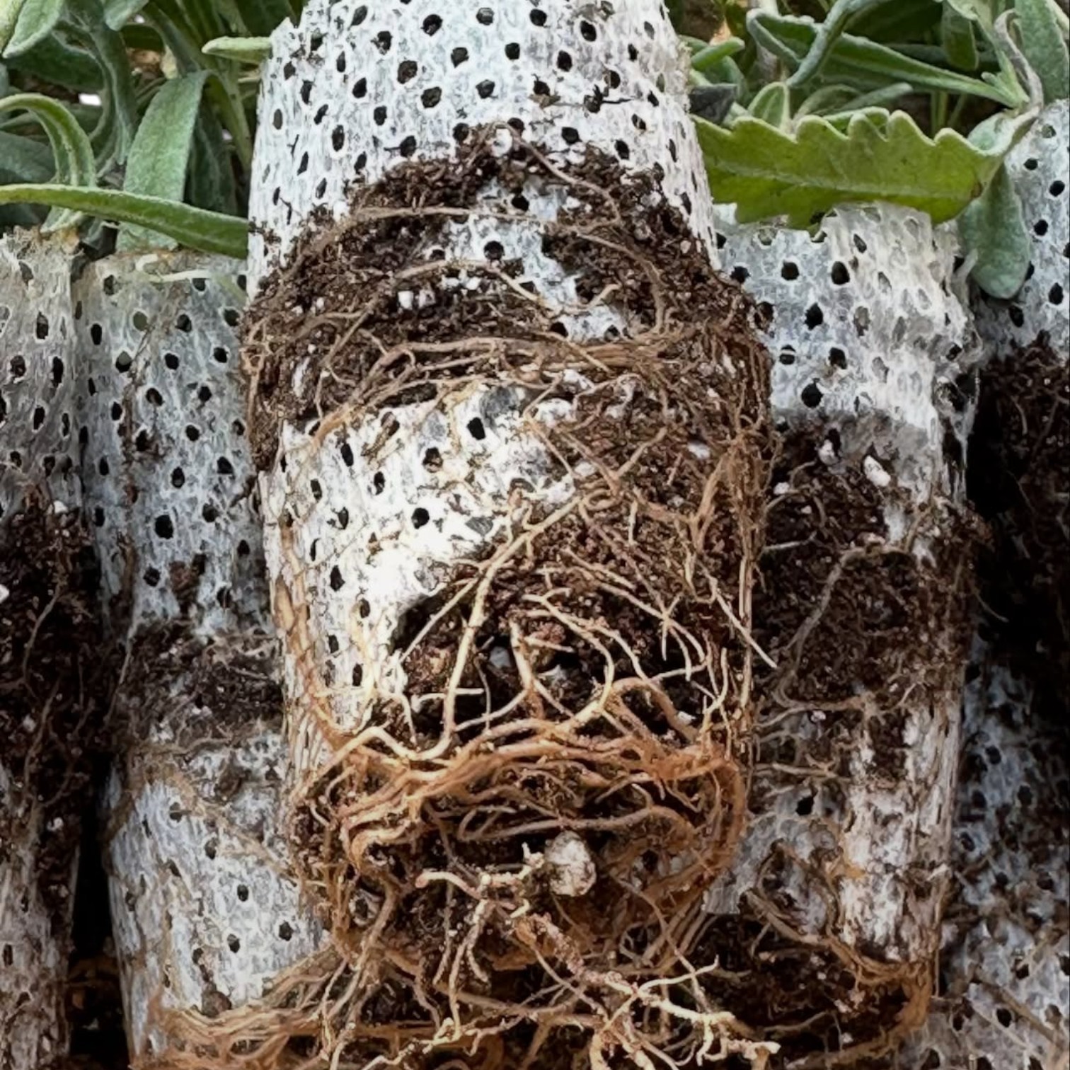 10’lu Paket Premium Lavanta Fidesi: Paper Pot Teknolojisi ile Maksimum Kök Verimi