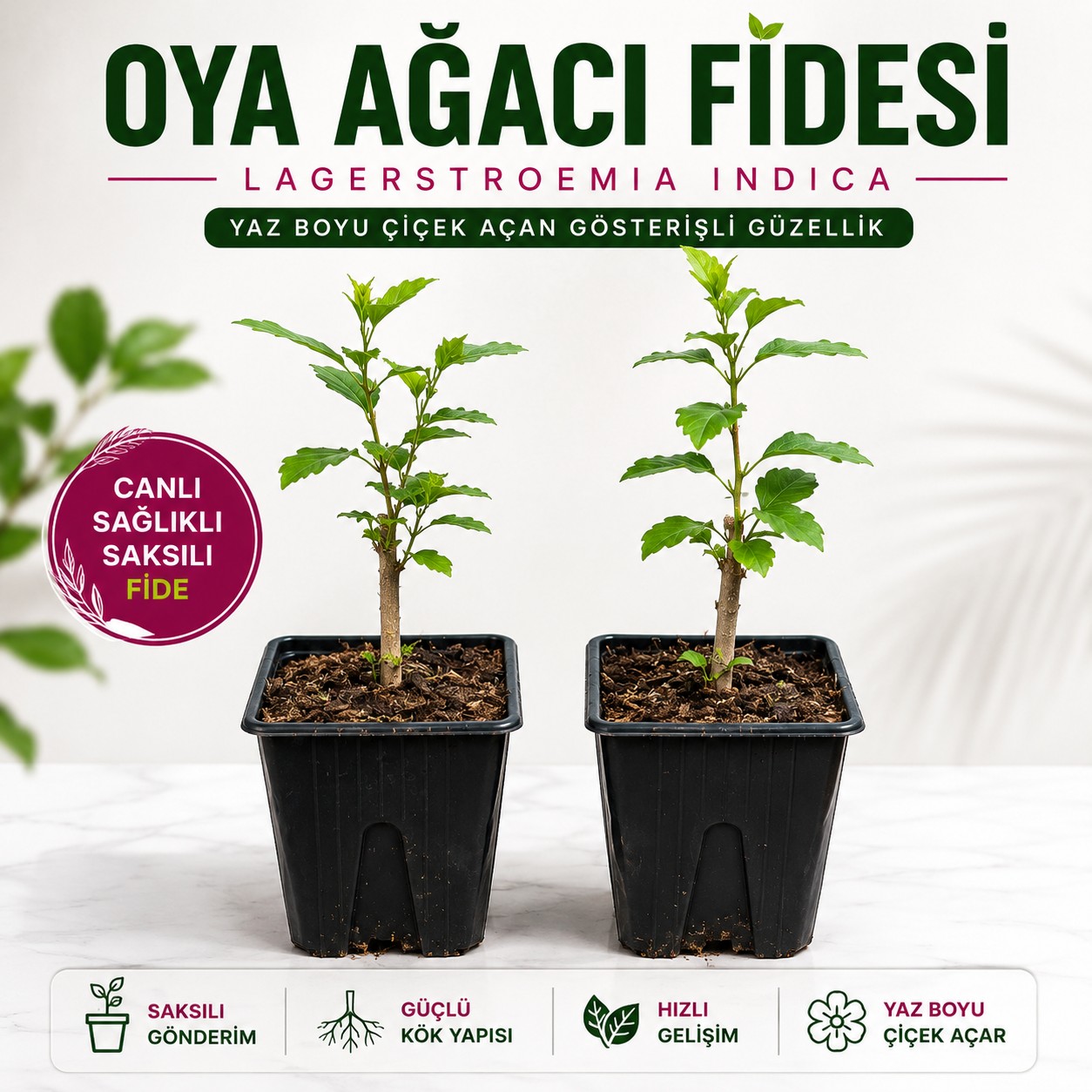 Oya Ağacı Fidesi (Lagerstroemia Indica) – Saksılı Canlı Fide, 25-40 cm, Güçlü Kök Yapısı