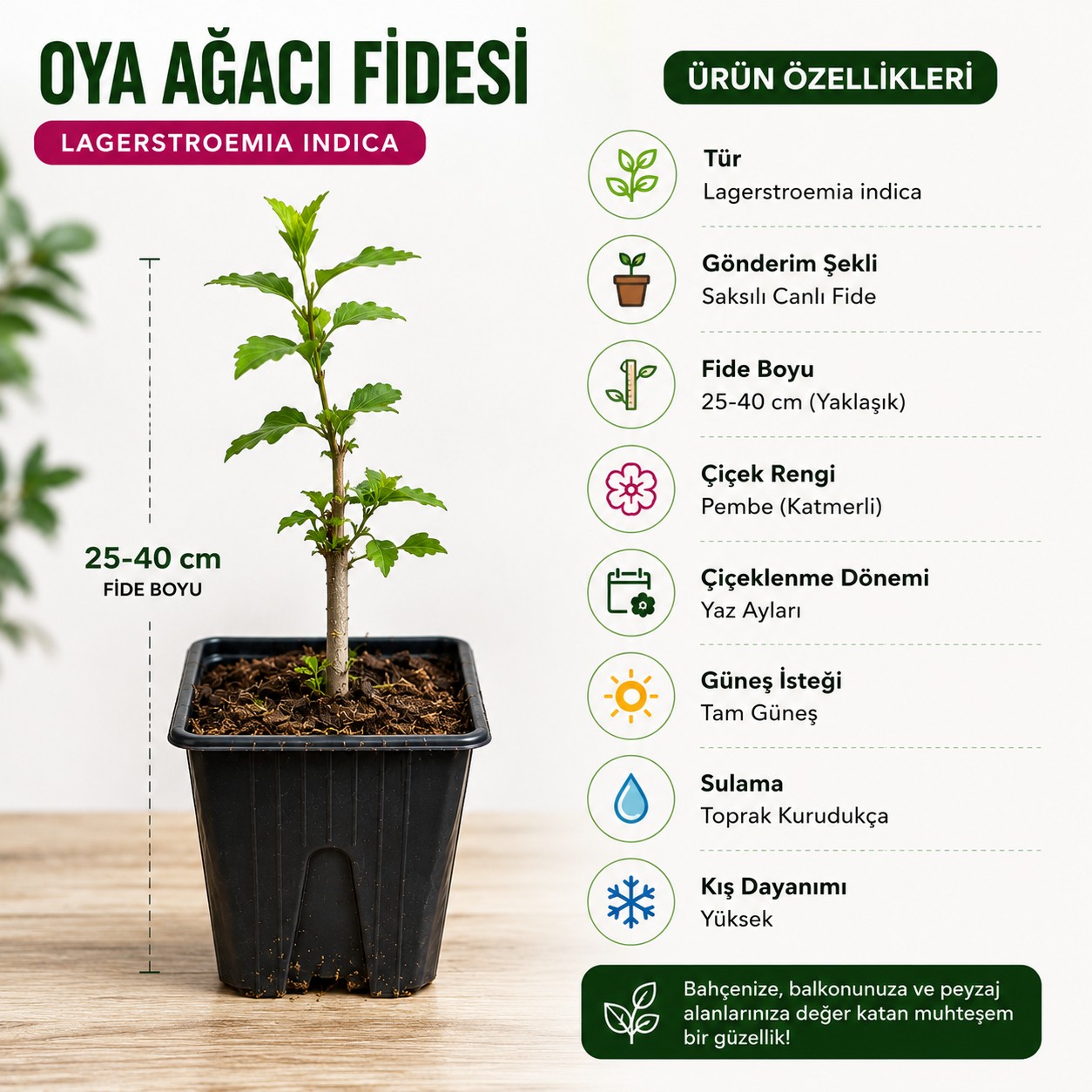 Oya Ağacı Fidesi (Lagerstroemia Indica) – Saksılı Canlı Fide, 25-40 cm, Güçlü Kök Yapısı
