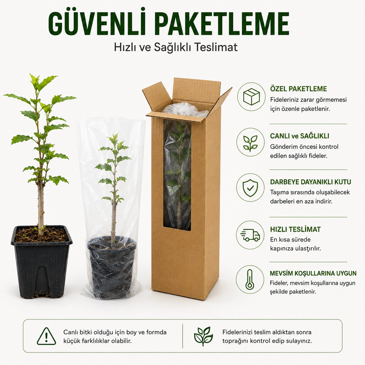 Oya Ağacı Fidesi (Lagerstroemia Indica) – Saksılı Canlı Fide, 25-40 cm, Güçlü Kök Yapısı
