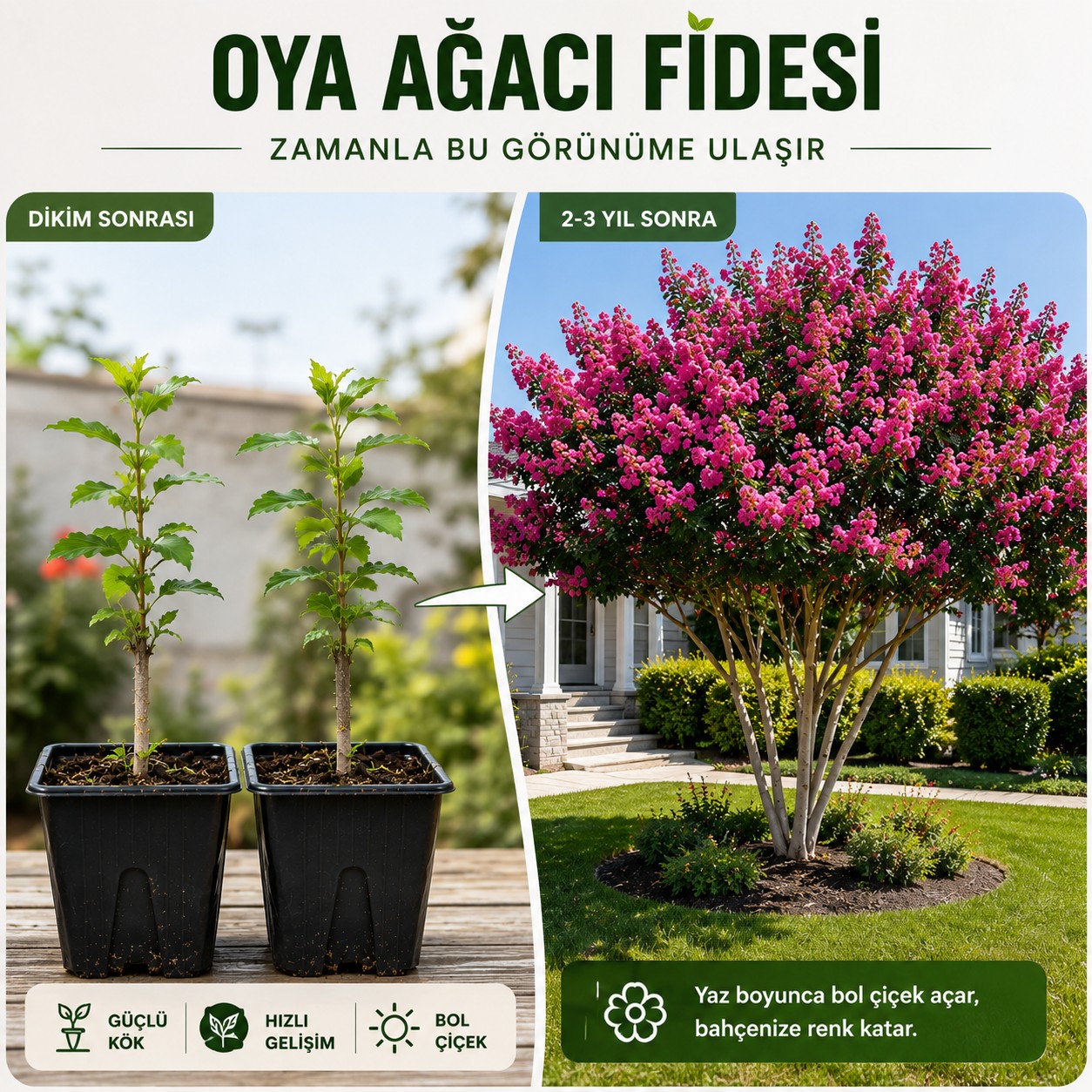 Oya Ağacı Fidesi (Lagerstroemia Indica) – Saksılı Canlı Fide, 25-40 cm, Güçlü Kök Yapısı