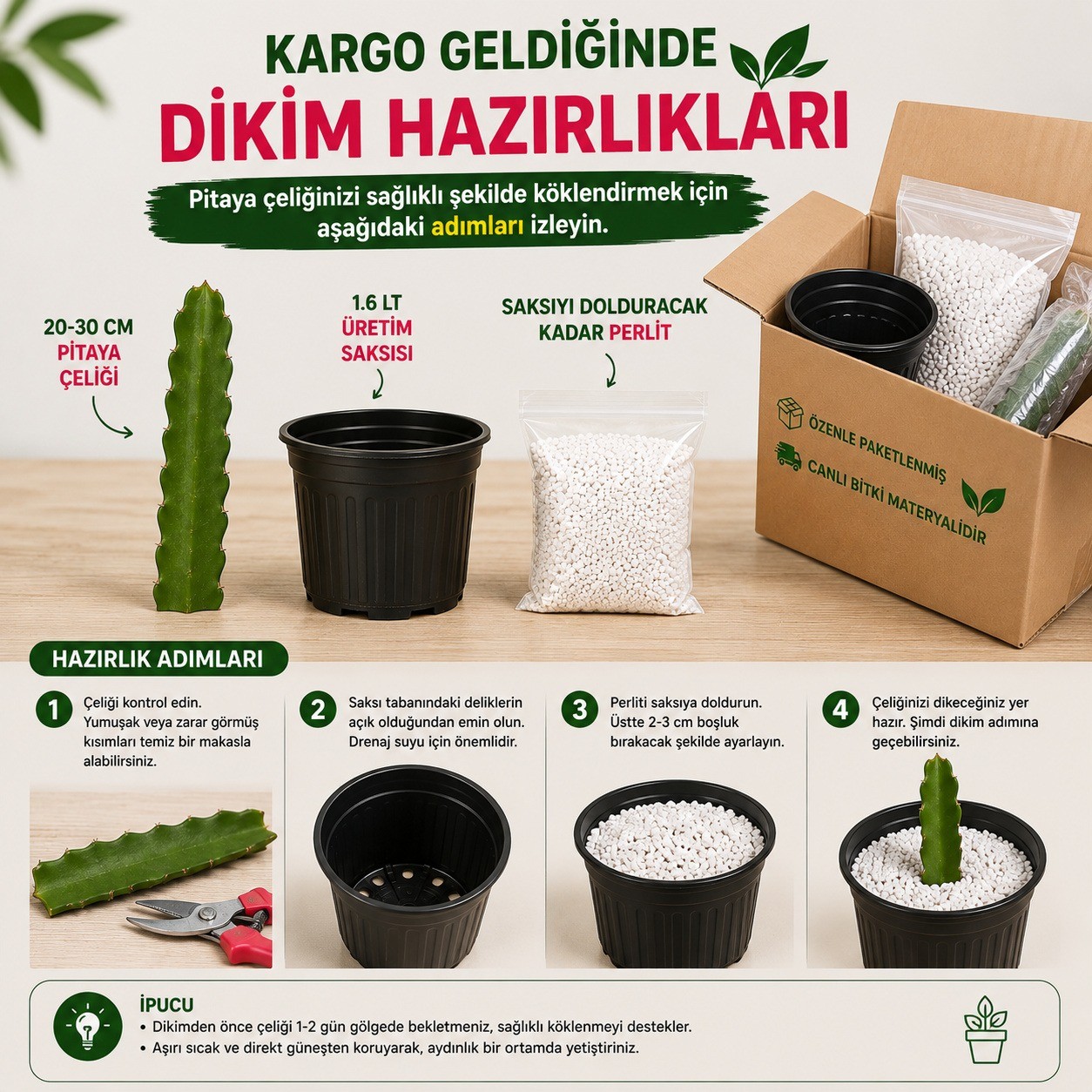 Pitaya Ejder Meyvesi Köklendirme Seti 20-30 cm Çelik + Saksı + Perlit