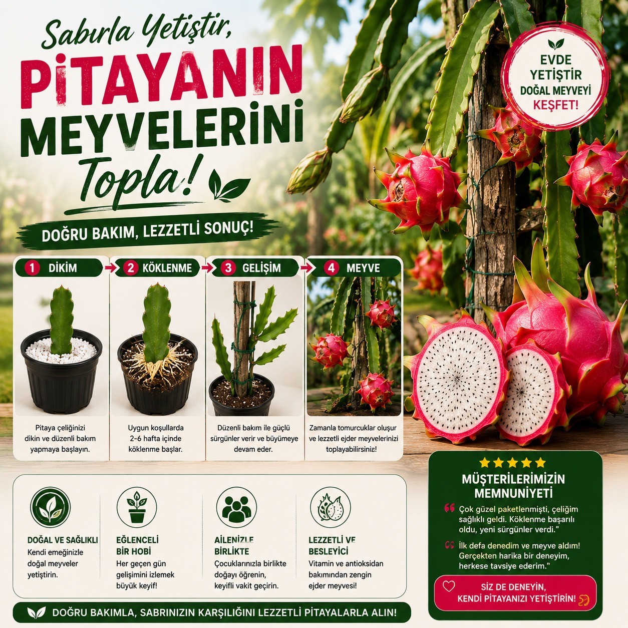 Pitaya Ejder Meyvesi Köklendirme Seti 20-30 cm Çelik + Saksı + Perlit