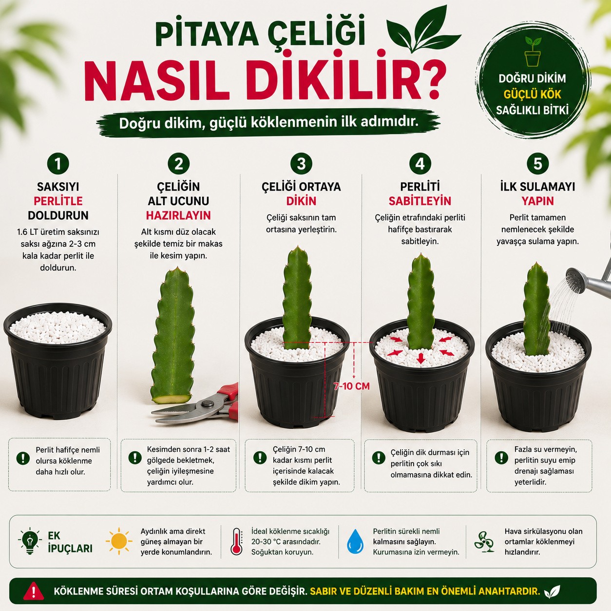 Pitaya Ejder Meyvesi Köklendirme Seti 20-30 cm Çelik + Saksı + Perlit