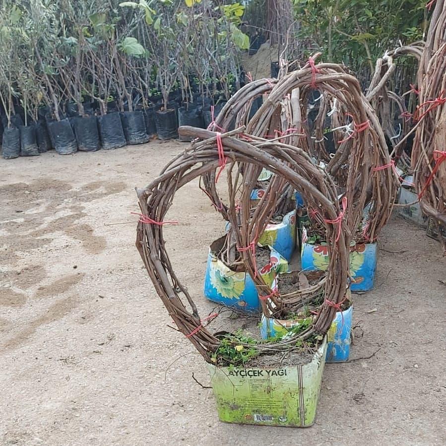 3-5 Metre Sarmaşık Çember Beyaz Sarı Üzüm Fidanı
