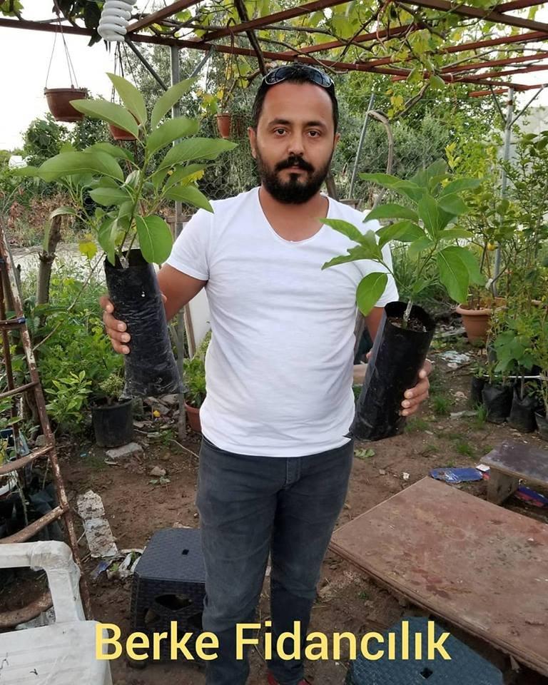3%20Yaş%20Aşılı%20Fuerte%20Avakado%20Fidanı,%20Torbada