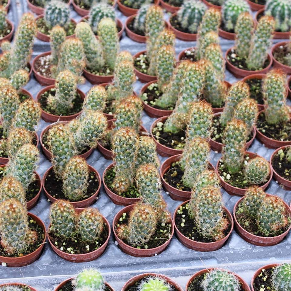 Kızıl%20Kaktüs%20-%20Radyasyon%20Düşmanı,%205.5%20Cm%20Saksıda