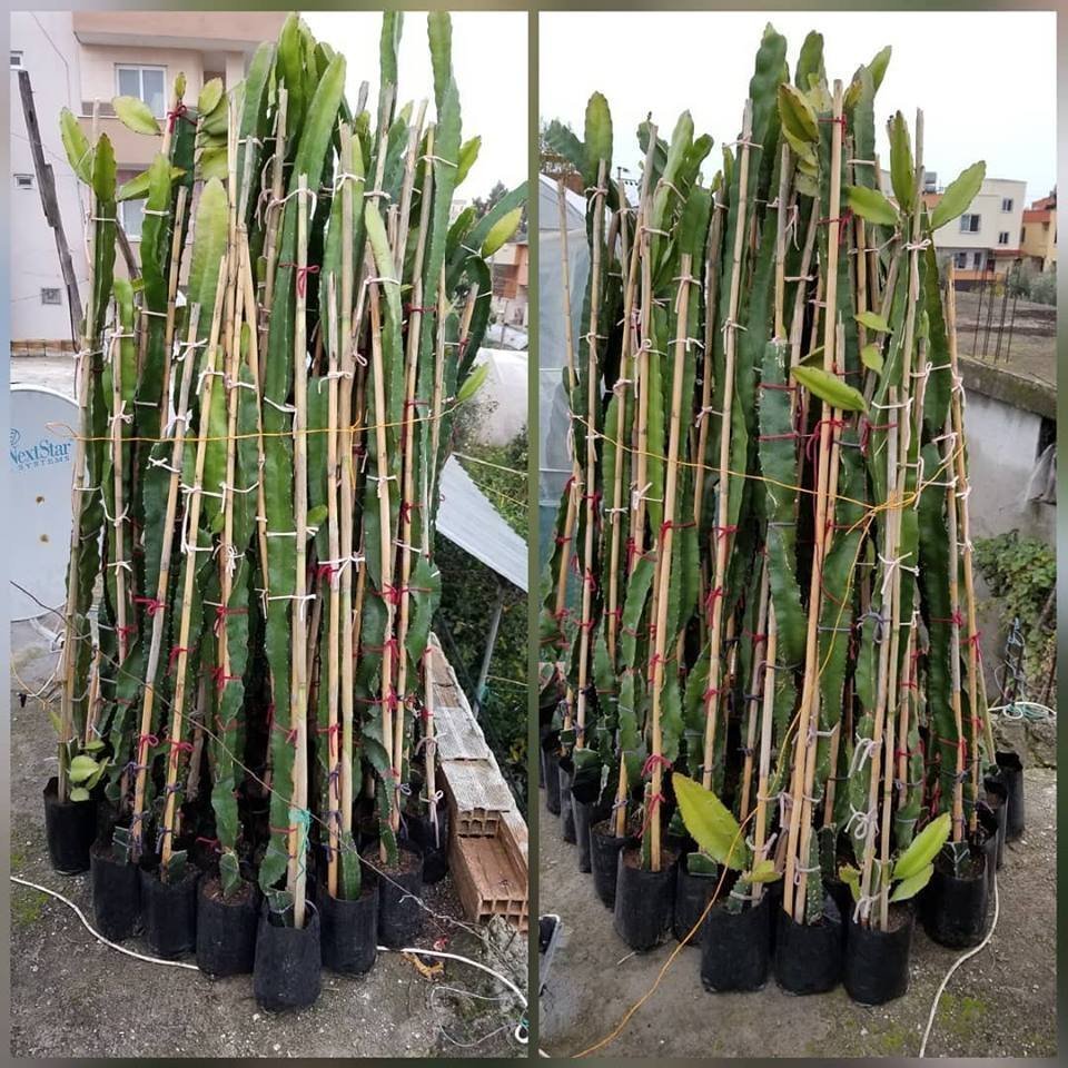 Büyük%20Boy%20Kırmızı%20Pitaya%20(Ejder%20meyvesi)%20Fidanı,%20Torbada