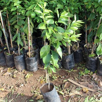 3 Yaş Aşılı Bodur Yediveren Mayer Limon Fidanı, Torbada