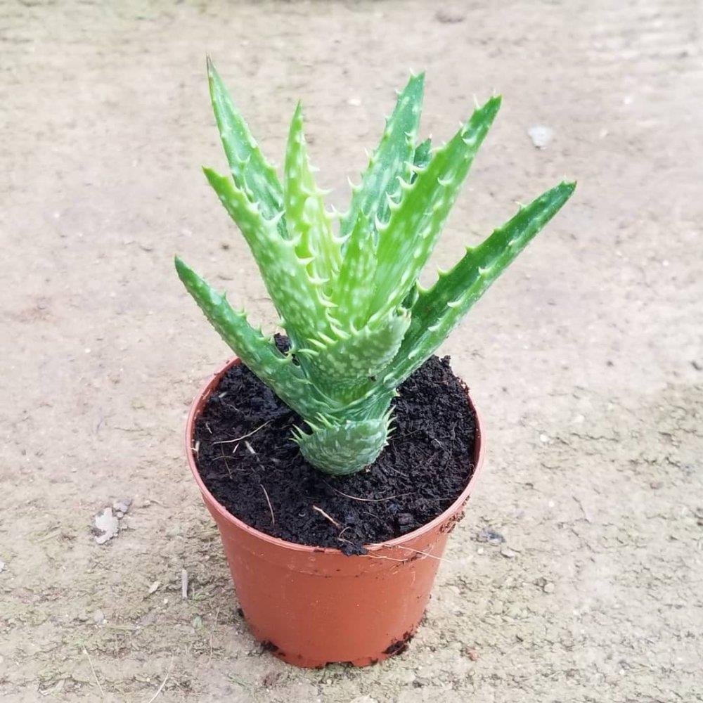 so aloe vera drink Aloe Vera Drink: Original 16.9 fl.oz main image 1