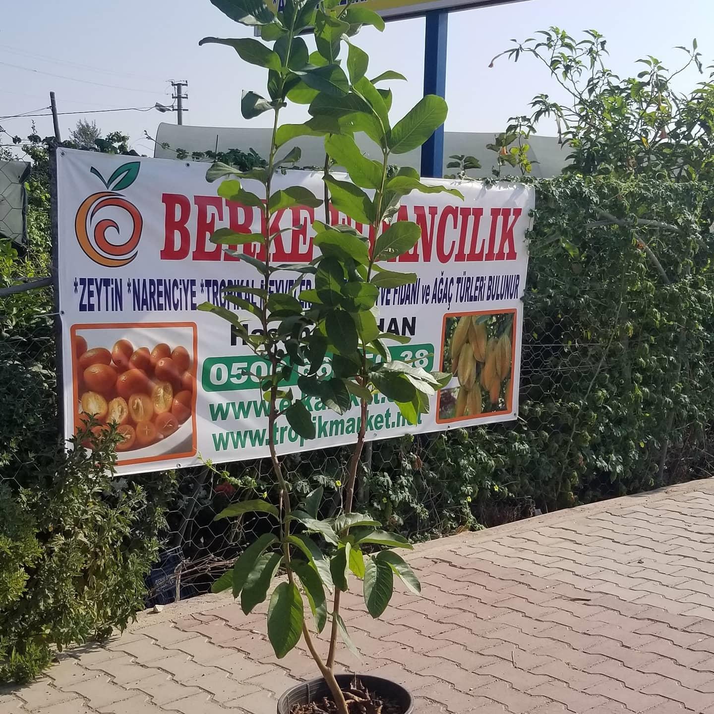6 Yaş Pink Guava Fidanı, Saksıda