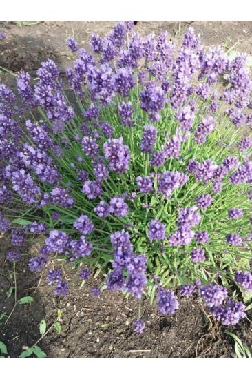 10 Adet Açık Köklü Intermedia Lavanta Fidesi Fidanı.
