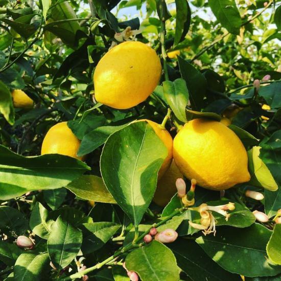 8 Yaş Aşılı Yediveren Limon Ağacı, Büyük Torbada