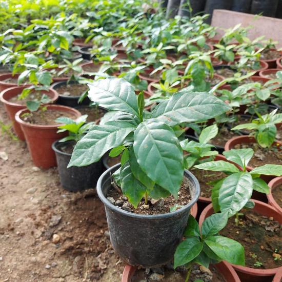 2 Yaş Arabica Kahve Fidesi, Saksıda
