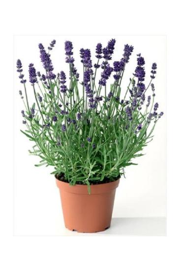 Lavanta Çiçeği 40 Cm Kokulu Aromatik Bahar Bitkisi Balkon Bitkisi Ev Bitkisi Dış Mekan Bitkisi