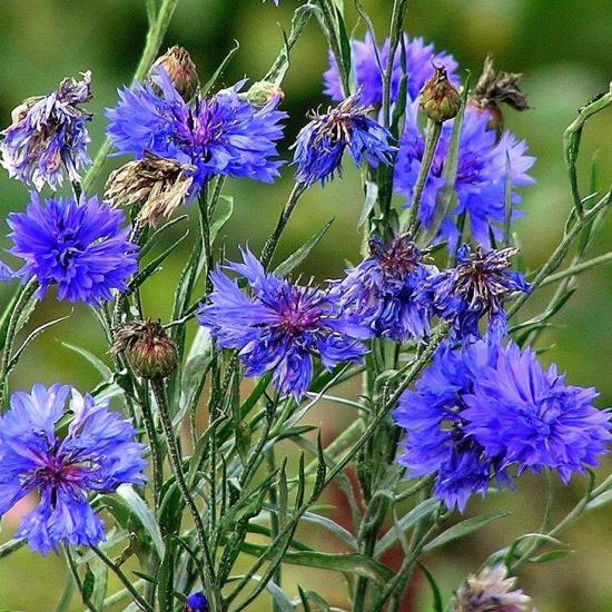 Katmerli Mavi Kantaron Çiçeği Tohumu 1 Paket (15 Adet)