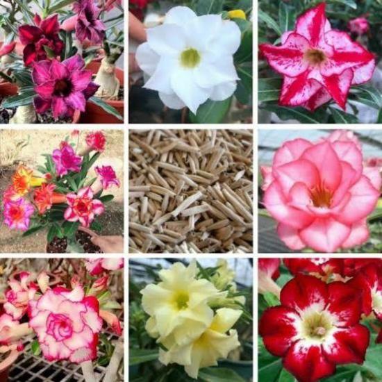 8 Adet Adenium Çöl Gülü Çiçeği Fidanı Pakedi (Mix Karışık)