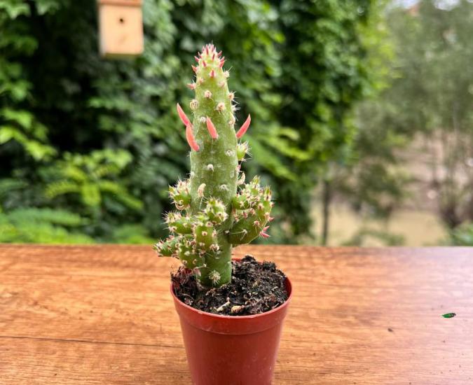 Opuntia Subulata Kaktüs (5.5 Cm Üretim Saksısında)