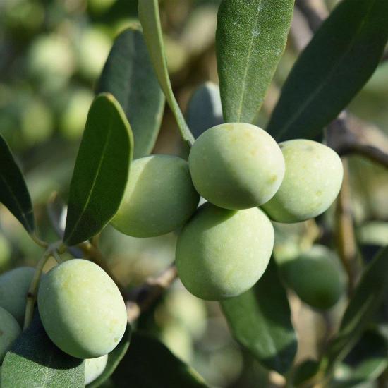 Tüplü Çekiçte Zeytin Fidanı, Kırmalık ve Çizmelik