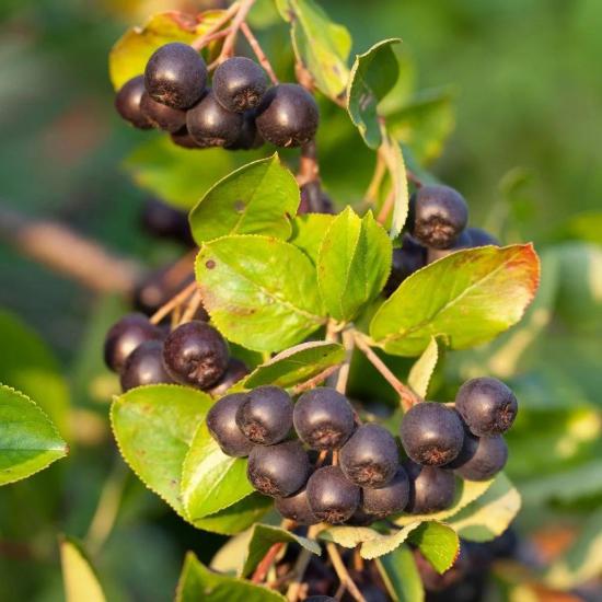 20 Adet Viking Siyah Aronya Aronia Chokeberry Fidesi (10-15 cm)