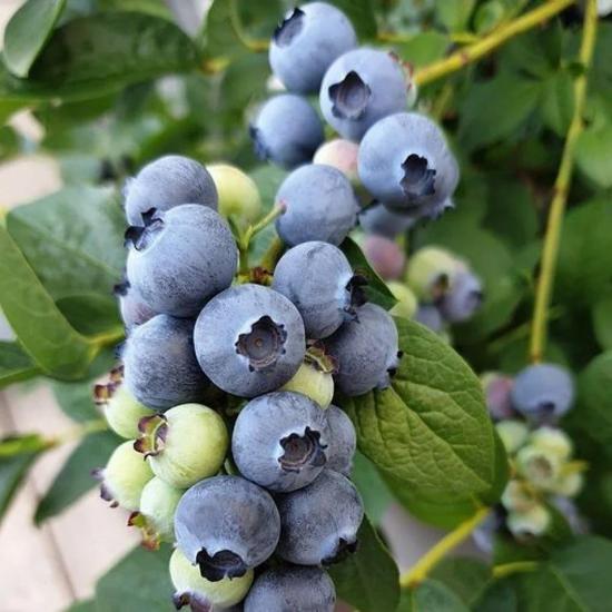 Meyve Verme Durumunda DARROW Cinsi Yaban Mersini Blueberry Fidanı, Tüplü