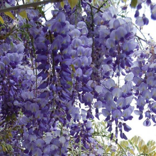 Mor Salkım Fidanı (Wisteria Sinensis Prolific)