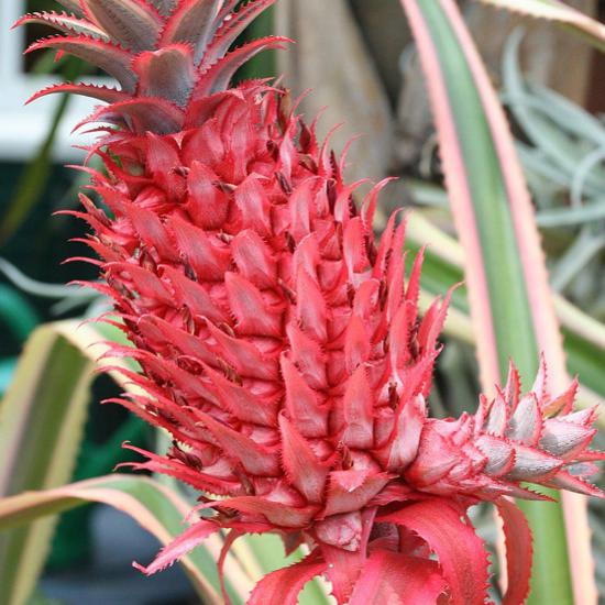 Saksıda Pembe Ananas Meyvesi Fidanı (Çok Özel)