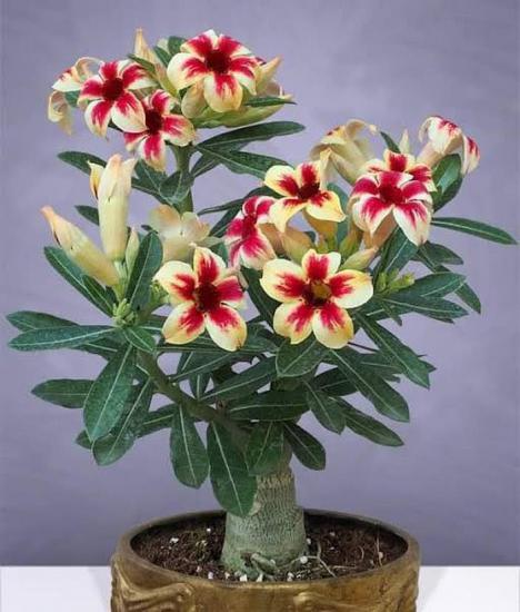 5.5 luk Saksıda Sarı Kırmızı Adenium Çöl Gülü Çiçeği Fidanı