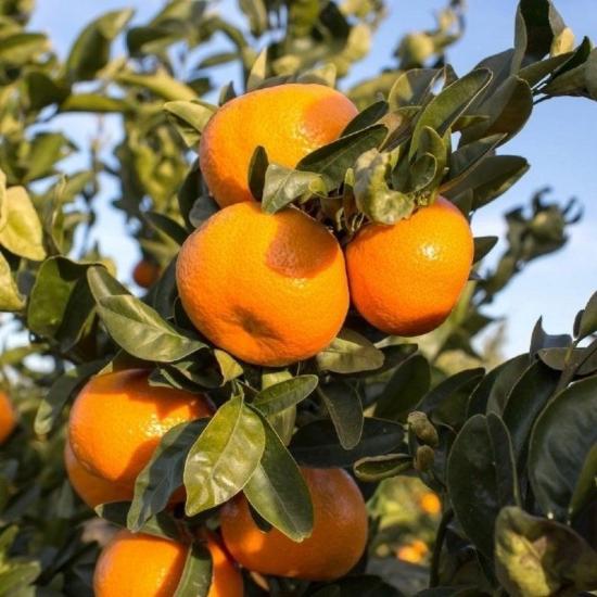 3 Yaş Satsuma Rize Mandalinası (Soğuklara Dayanıklı , Tüplü)