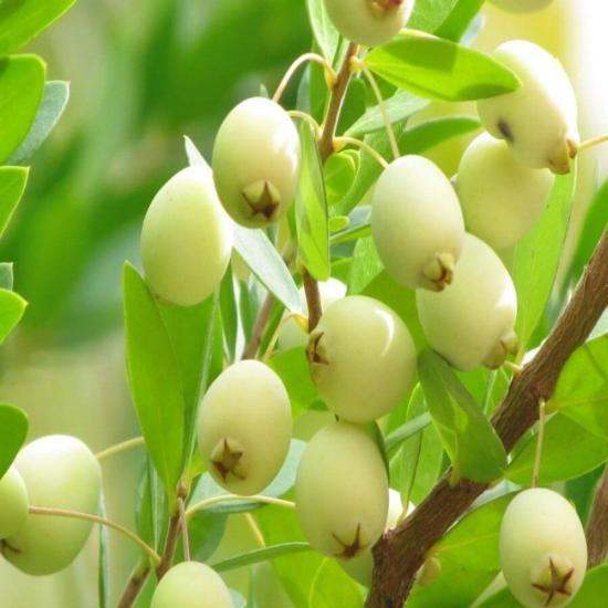 Meyve Verir Durumda Tüplü Beyaz Hambeles (Murt) Fidanı
