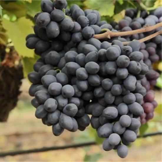 Nadir Çeşit Tüplü Grenache Üzüm Fidanı