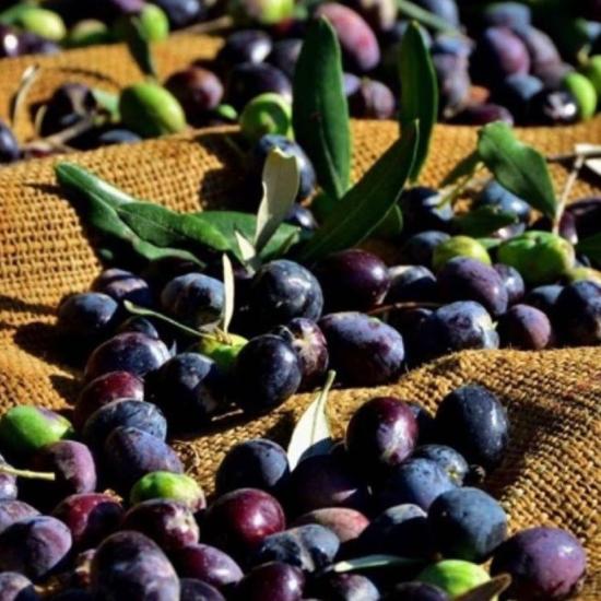 Siirt Yerel Zeytini Fidanı Tüplü