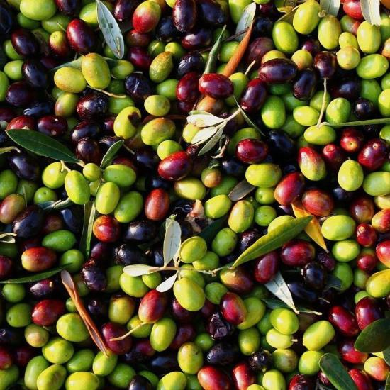 Tüm İklimlere Uygun Tüplü Sofralık ve Sıkımlık Ordu Zeytini Fidanı