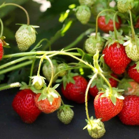Organik 1 Adet Tüplü Sweet Ann Çilek Fidesi