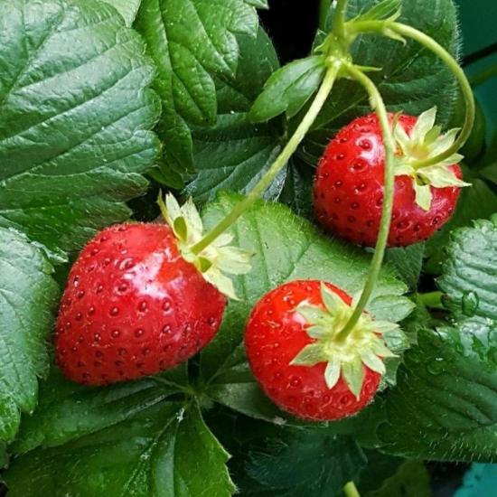 Doğal 10’lu Paket Tüplü Yediveren Çilek Fidesi