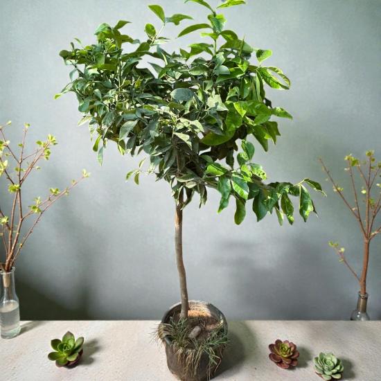 HEMEN Meyve Veren DEV BOY Limon Ağacı Fidanı (150 cm) – Saksılı, 7 Yaş