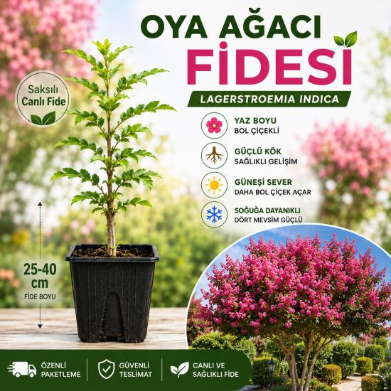 Oya Ağacı Fidesi (Lagerstroemia Indica) – Saksılı Canlı Fide, 25-40 cm, Güçlü Kök Yapısı