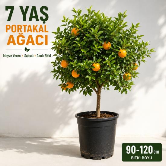 Meyve Vermeye Hazır 7 Yaş Portakal Ağacı | Saksılı Canlı Bitki | 90-120 cm