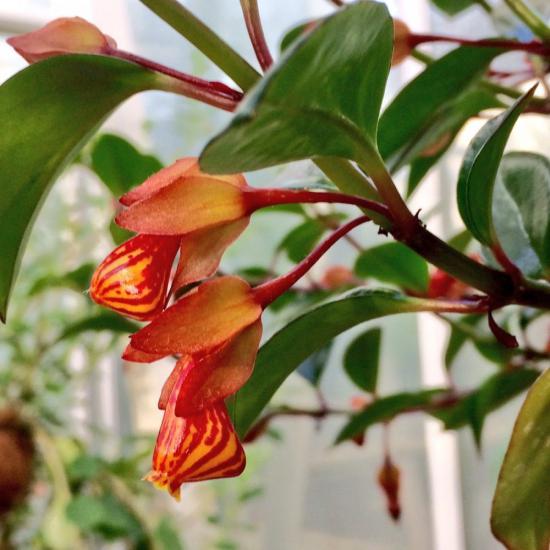 Japon Balığı Çiçeği (Nematanthus Tropicana), Saksıda