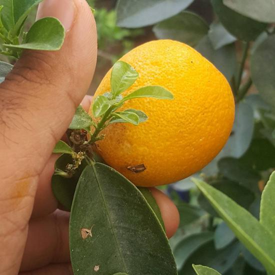 5 Yaş Aşılı İri Kamkat Obovata Erkenci Kamkat Fidanı, Torbada