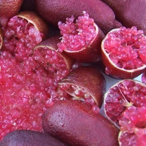 5 Yaş Aşılı Finger Lime MIA ROSE, Torbada