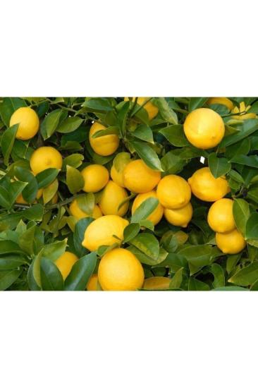 Limon Ağacı Fidanı Saksı Bodur Yediveren Limon Fidanı
