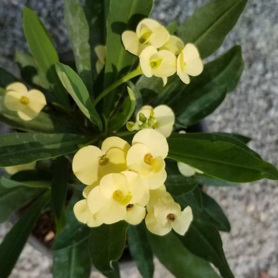 İTHAL Orijinal SARI Euphorbia Milii / Dikenler Tacı Küçük Saksıda