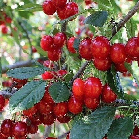 6 Yaş Aşılı Kiraz Fidanı EARLY BURLAT (Yarımca), Saksıda