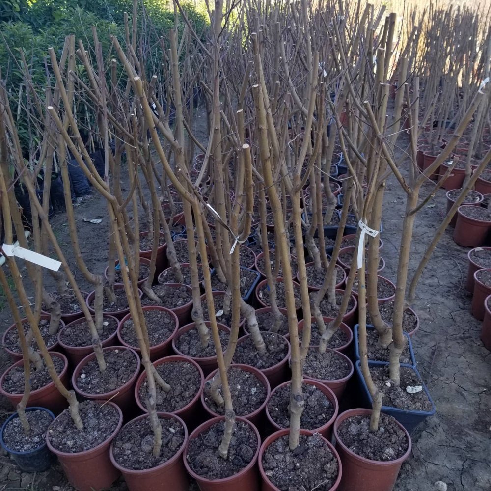 4 Yaş Aşılı Şeftali Fidanı SPRİNG GRASS, Saksıda