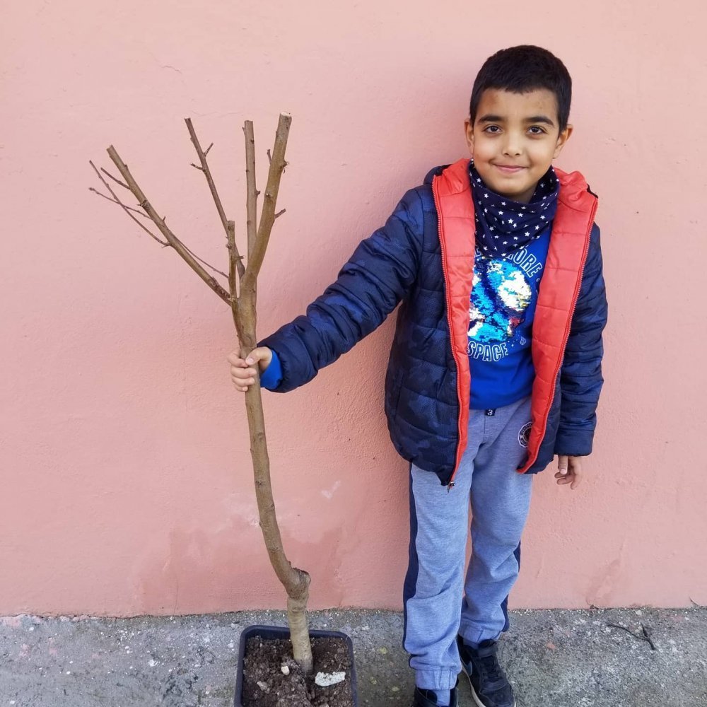 4 Yaş Aşılı Şeftali Fidanı SPRİNG GRASS, Saksıda